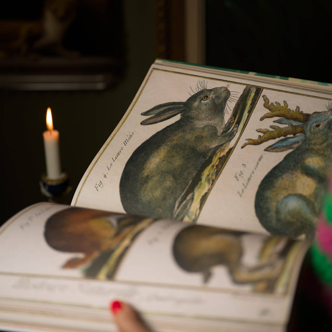 John Derian Picture Book - Bild 3