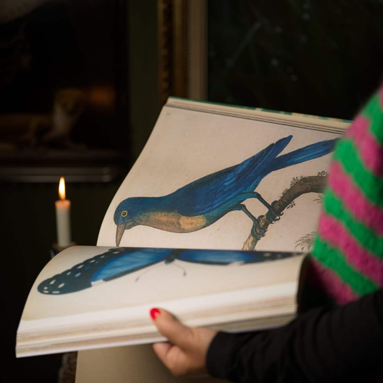 John Derian Picture Book - Bild 6