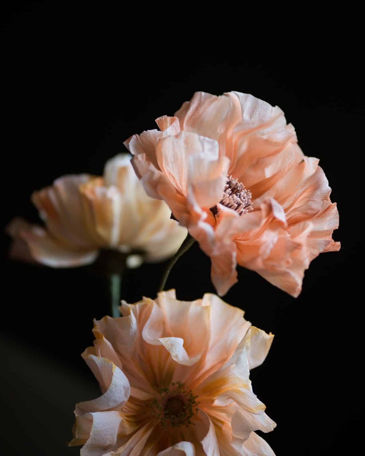 Ett knippe aprikosdröm