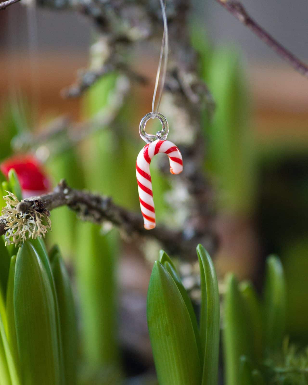 Glashänge Polkakäpp